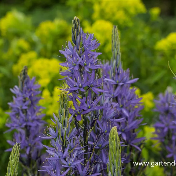 Leichtlins Prärielilie 'Caerulea'