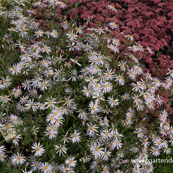 Pyrenäen-Aster 'Lutetia'