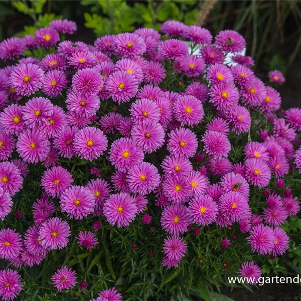 Kissen-Aster 'Peter Harrison'