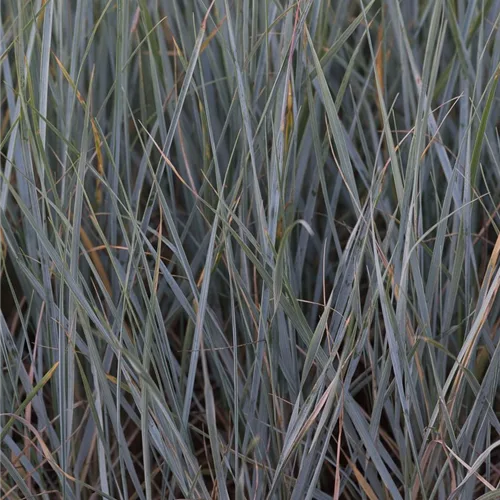 Magellan-Gras 'Magellan-Gras'