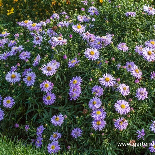 Kissen-Aster 'Zwergenhimmel'