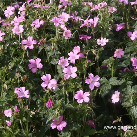Oxford-Storchschnabel 'Rose Clair'