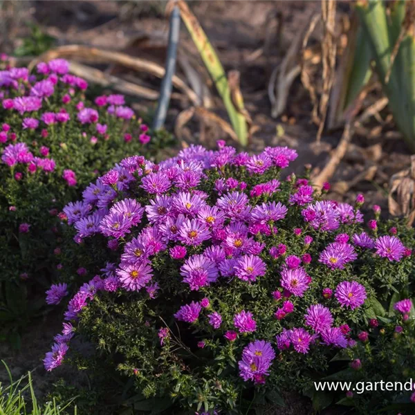 Kissen-Aster 'Rosenwichtel'