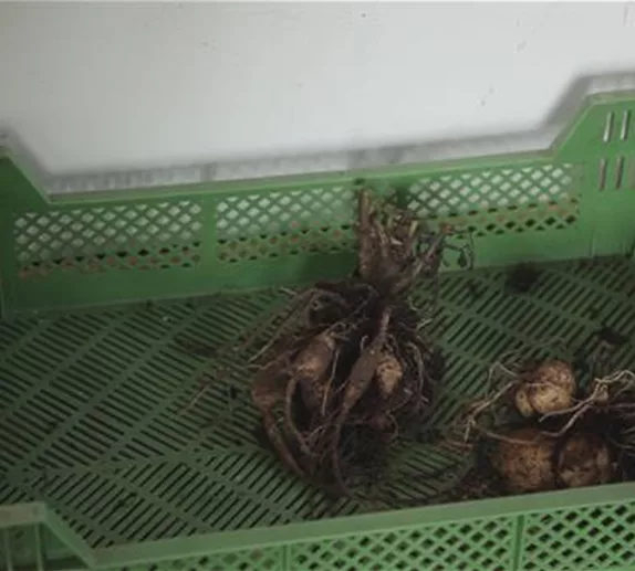 Dahlien - Überwintern