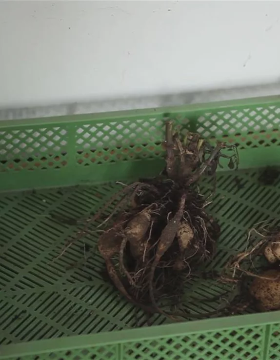 Dahlien - Überwintern