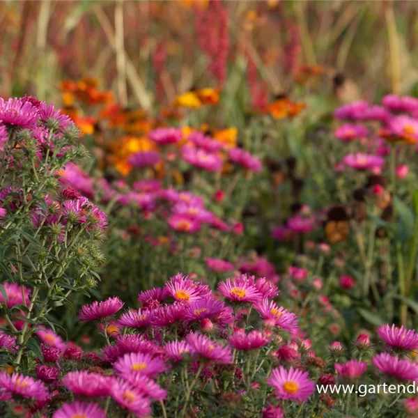Raublatt-Aster 'Lachsglut'
