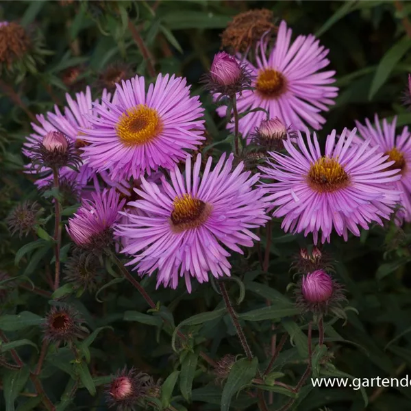 Raublatt-Aster 'Barr'