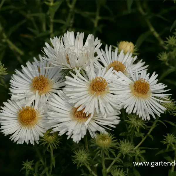 Raublatt-Aster 'Herbstschnee'