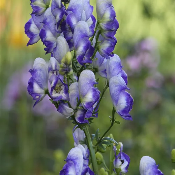 Weiß-blauer Eisenhut 'Bicolor'