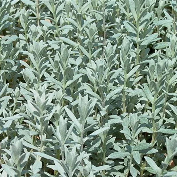 Teppich-Hornkraut 'Silberteppich'