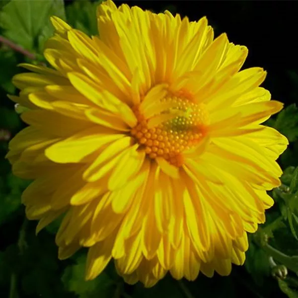 Winteraster 'Citrus'