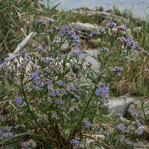 Strand-Aster