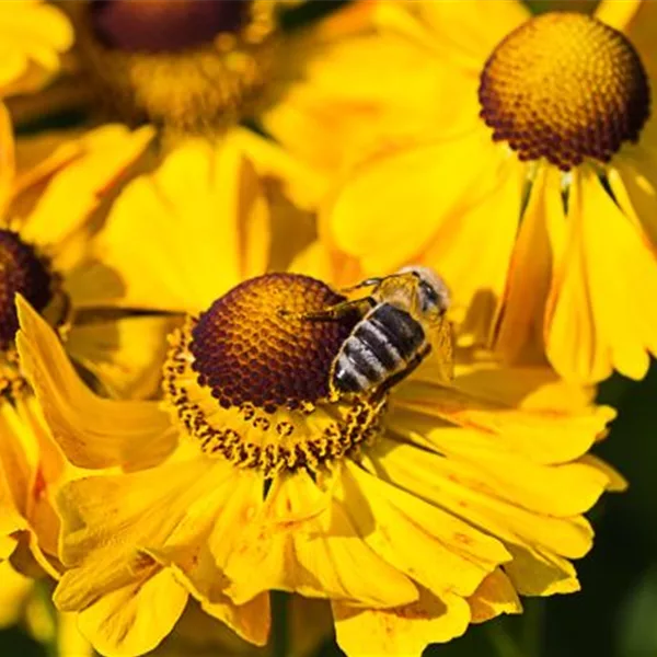 Sonnenbraut 'Goldrausch'