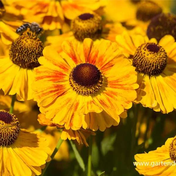 Sonnenbraut 'Hartmut Rieger'