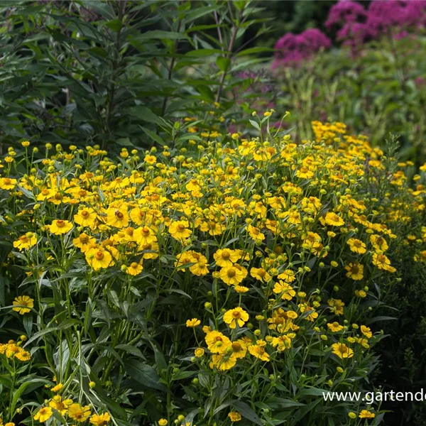 Sonnenbraut 'Helena'