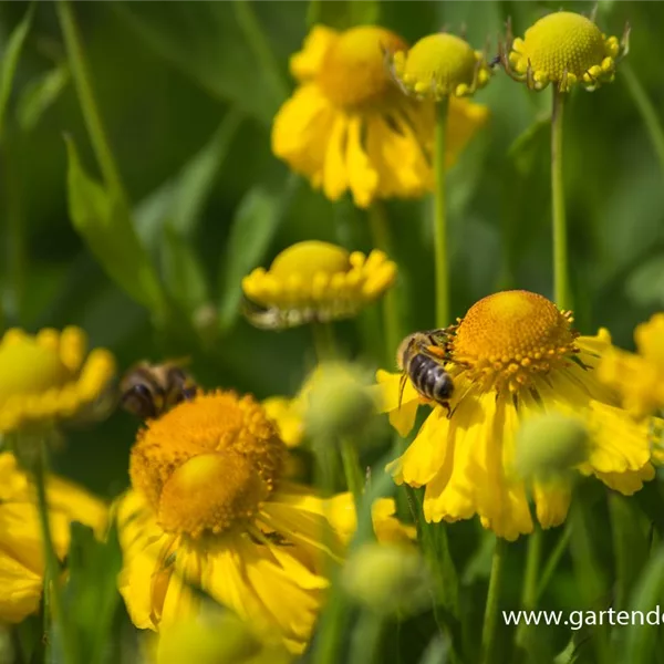 Sonnenbraut 'Herbstgold'
