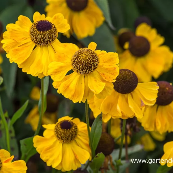 Sonnenbraut 'El Dorado'