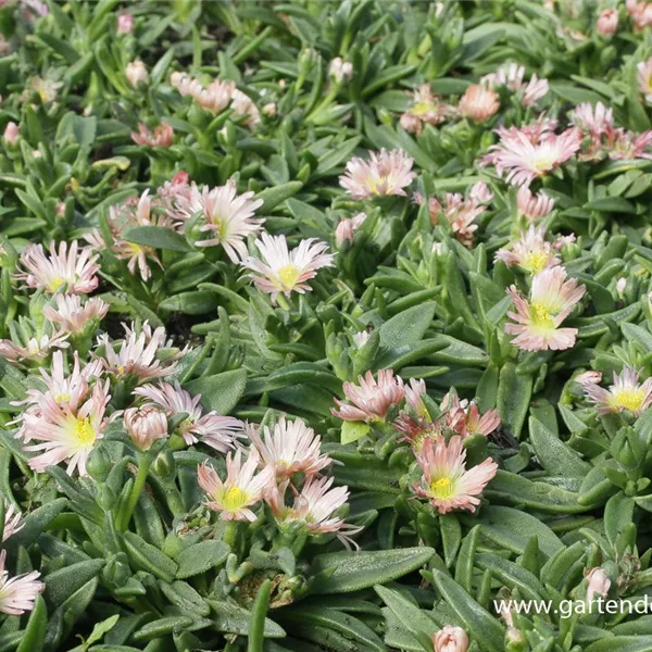Transvaal-Mittagsblume 'Peach Star'
