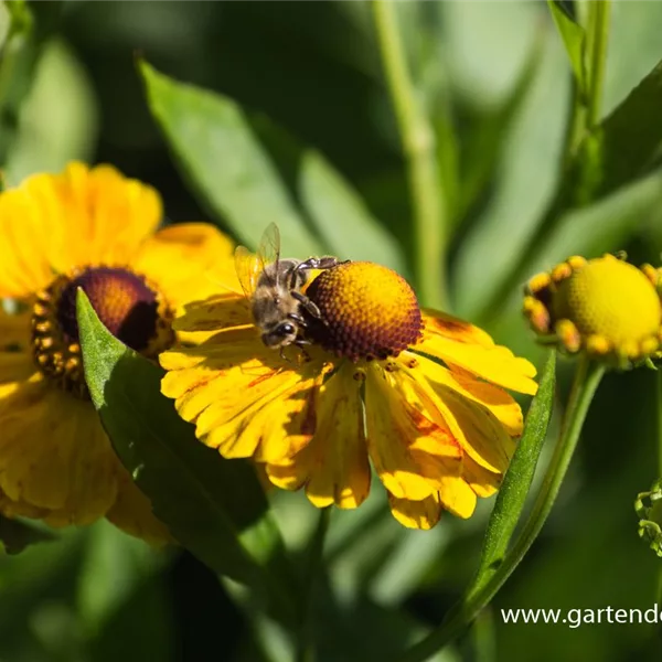 Sonnenbraut 'Zimbelstern'