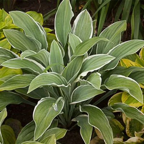 Weißrand-Funkie 'Tom Schmid'