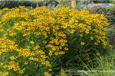 Sonnenbraut 'Kugelsonne' 1 Liter Topf