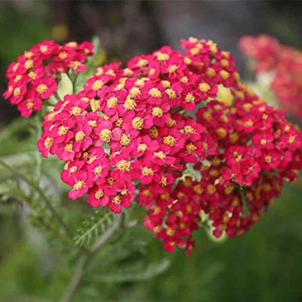 Vielblättrige Garbe