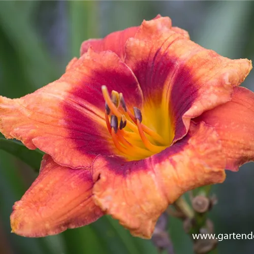 Taglilie 'Man of Fire'