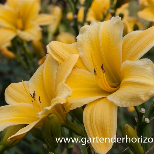 Taglilie 'Molokai' - Hemerocallis x cult.'Molokai' Taglilie 'Molokai' - Hemerocallis x cult.'Molokai'