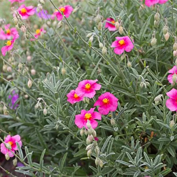 Sonnenröschen 'Sudbury Gem'