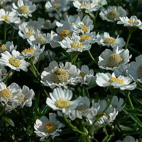 Zwergige Bertrams-Garbe 'Nana Compacta'