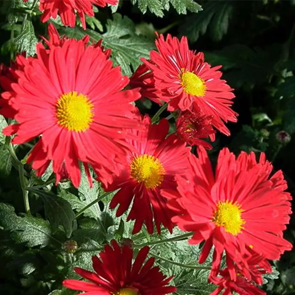 Winteraster 'Vesuv' Winteraster 'Vesuv'