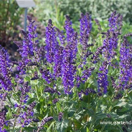 Blüten-Salbei 'Viola Klose'