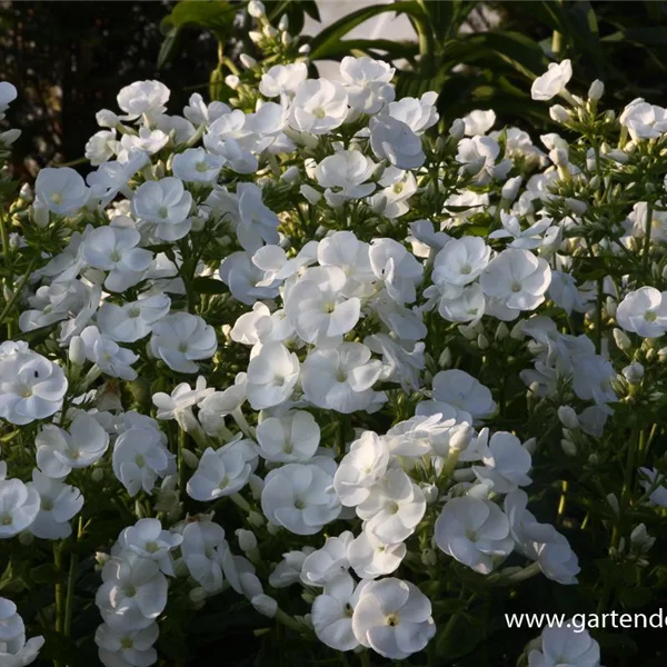 Hohe Flammenblume 'Danielle'