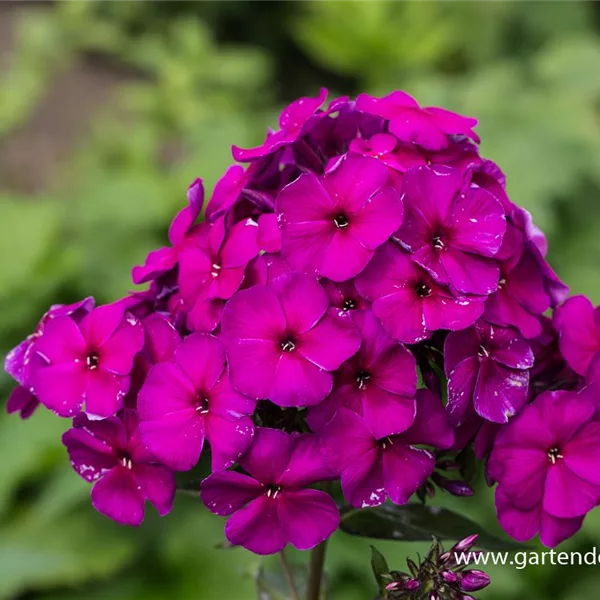 Hohe Flammenblume 'Düsterlohe'
