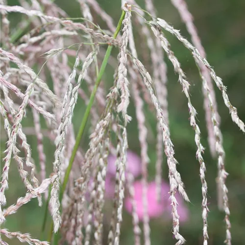 Chinaschilf 'Champagner'
