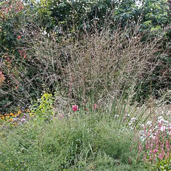 Hohes Pfeifengras 'Skyracer'