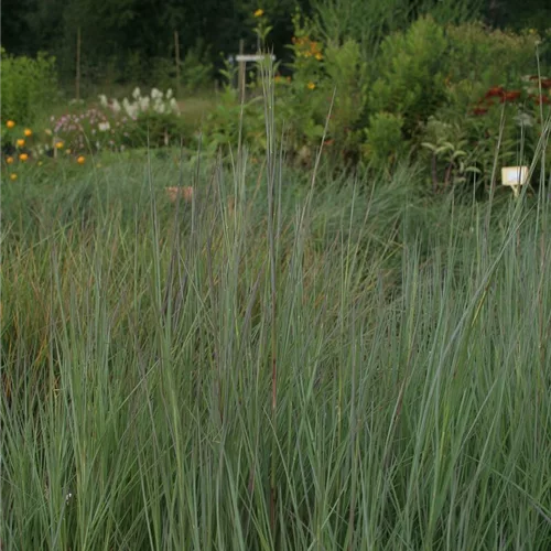 Blaugraues Präriegras 'Prairie Blues'