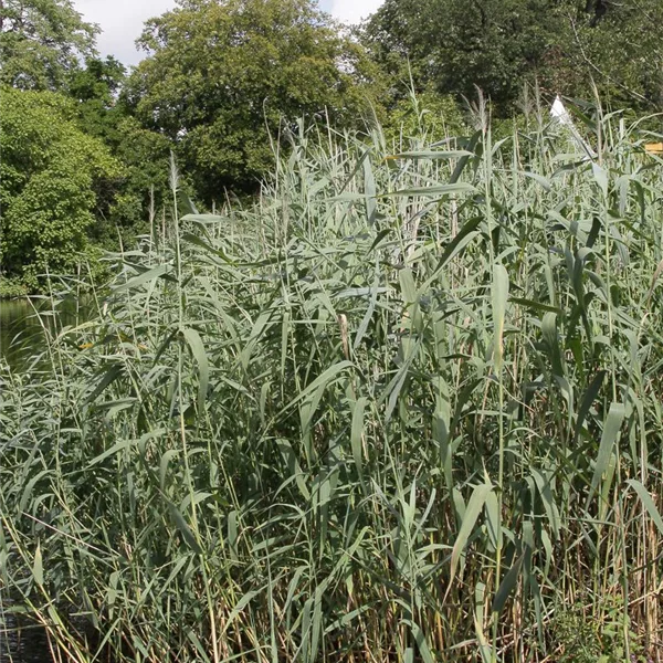 Gewöhnliches Schilf - Phragmites australis Gewöhnliches Schilf - Phragmites australis