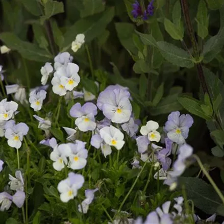 Horn-Veilchen 'Milkmaid' Horn-Veilchen 'Milkmaid'