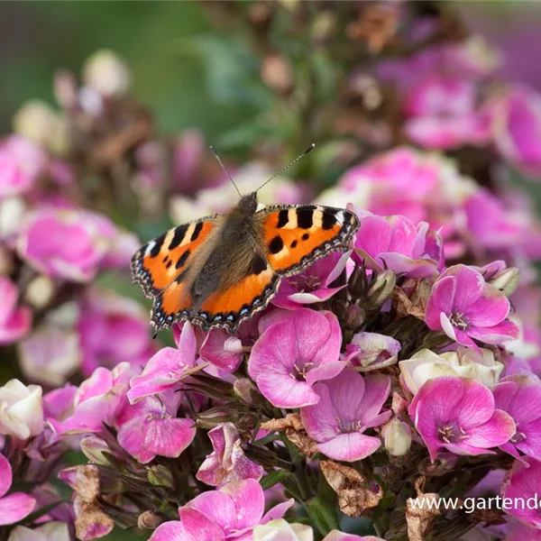 Hohe Flammenblume 'Aureole'
