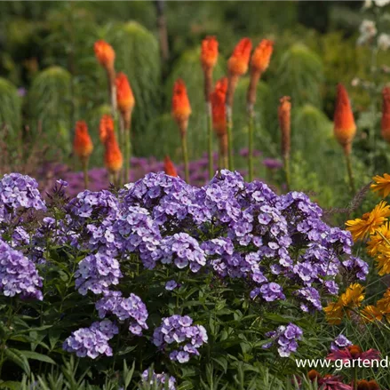 Hohe Flammenblume 'Jeffs Blue'