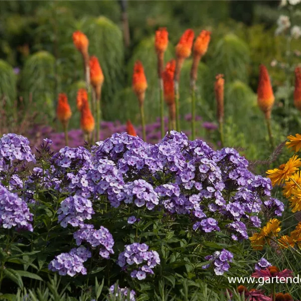 Hohe Flammenblume 'Jeffs Blue'