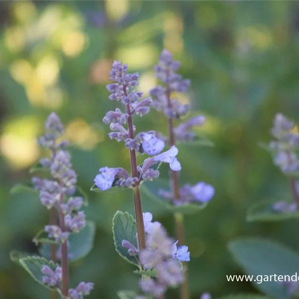 Großblütige Katzenminze 'Blue Danube'