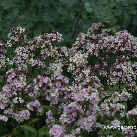 Hohe Flammenblume 'Mystique Green'