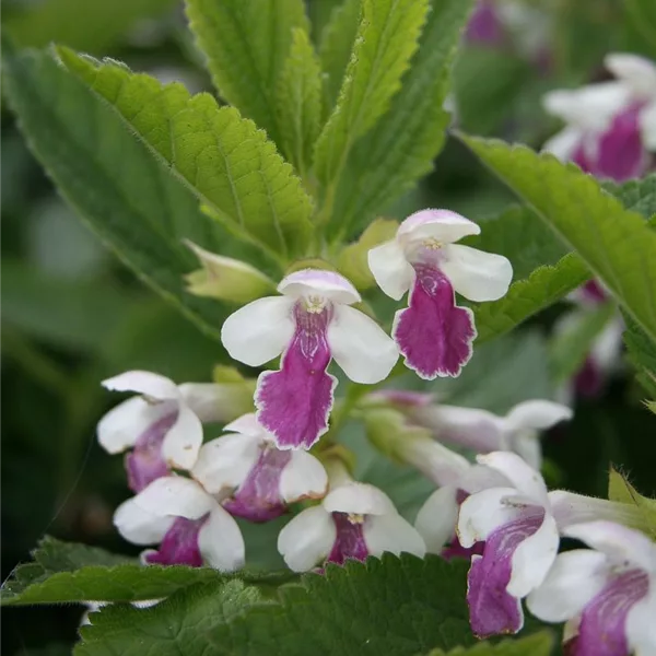 Immenblatt 'Royal Velvet Dist.'