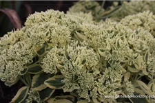 Sedum telephium 'Lajos' 1 Liter Topf 