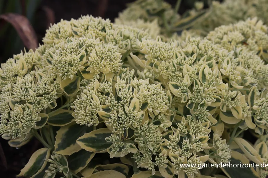 Sedum telephium 'Lajos' 1 Liter Topf 