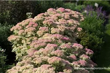 Sedum telephium 'Lajos' 1 Liter Topf 
