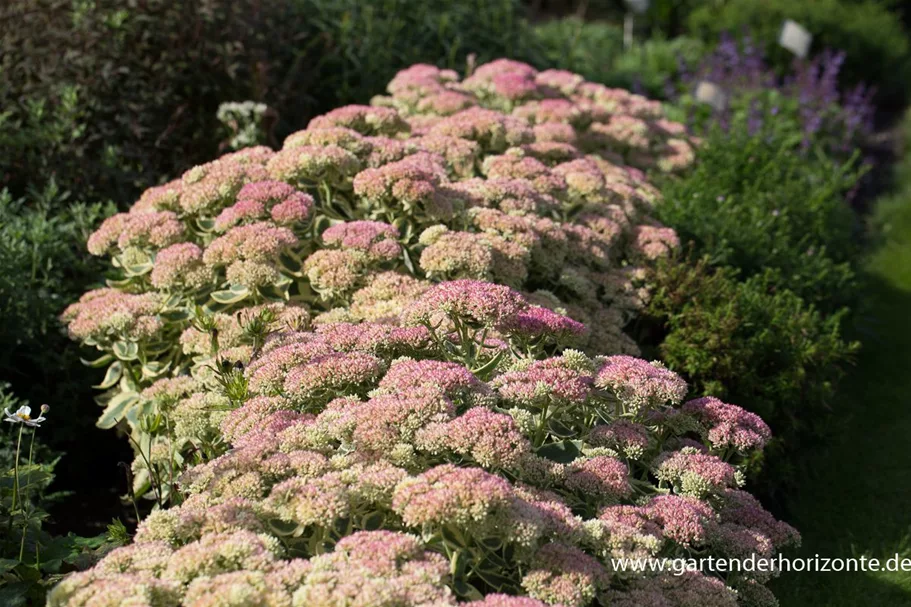 Sedum telephium 'Lajos' 1 Liter Topf 