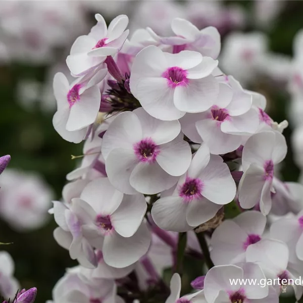 Hohe Flammenblume 'Ice Cream'